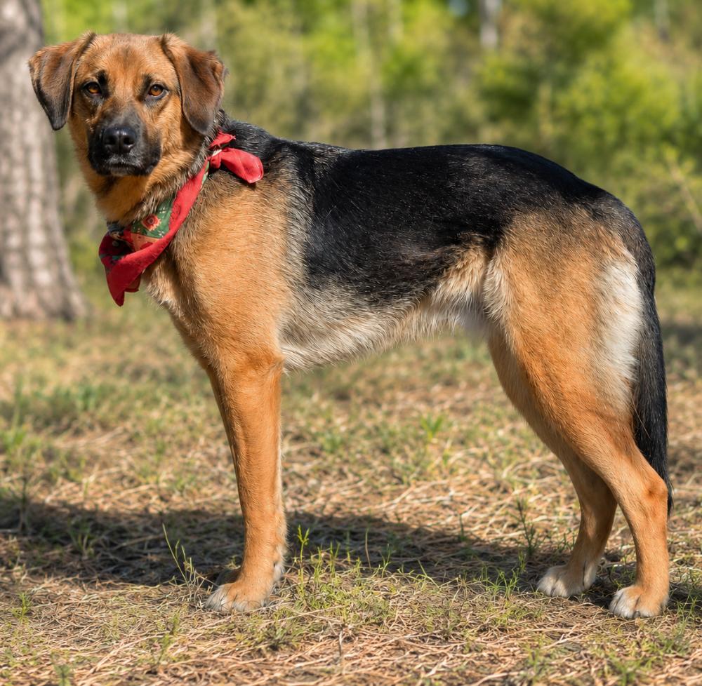 Duke, a ADOPTABLE mixed breed in Cheboygan, MI image 4/6