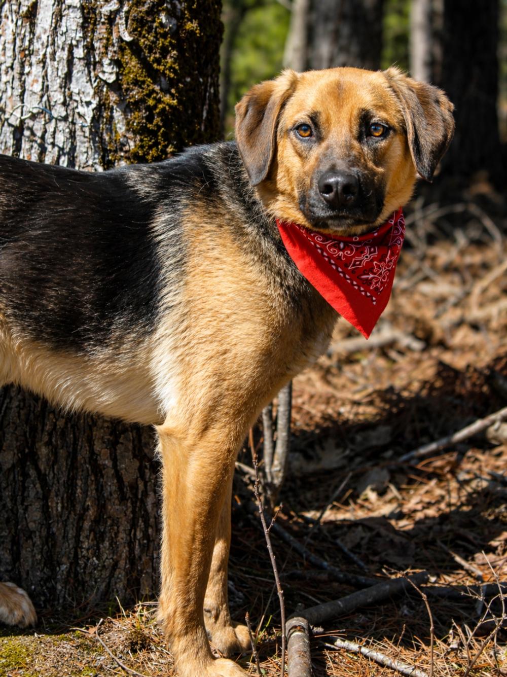 Enlarge Duke, a ADOPTABLE mixed breed in Cheboygan, MI image 4/4