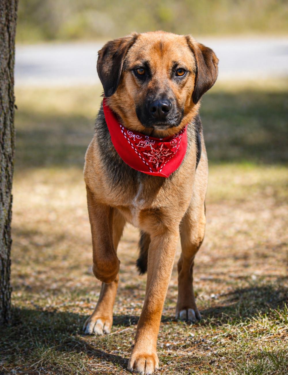 Duke, ADOPTABLE, Adult Male German Shepherd Dog.