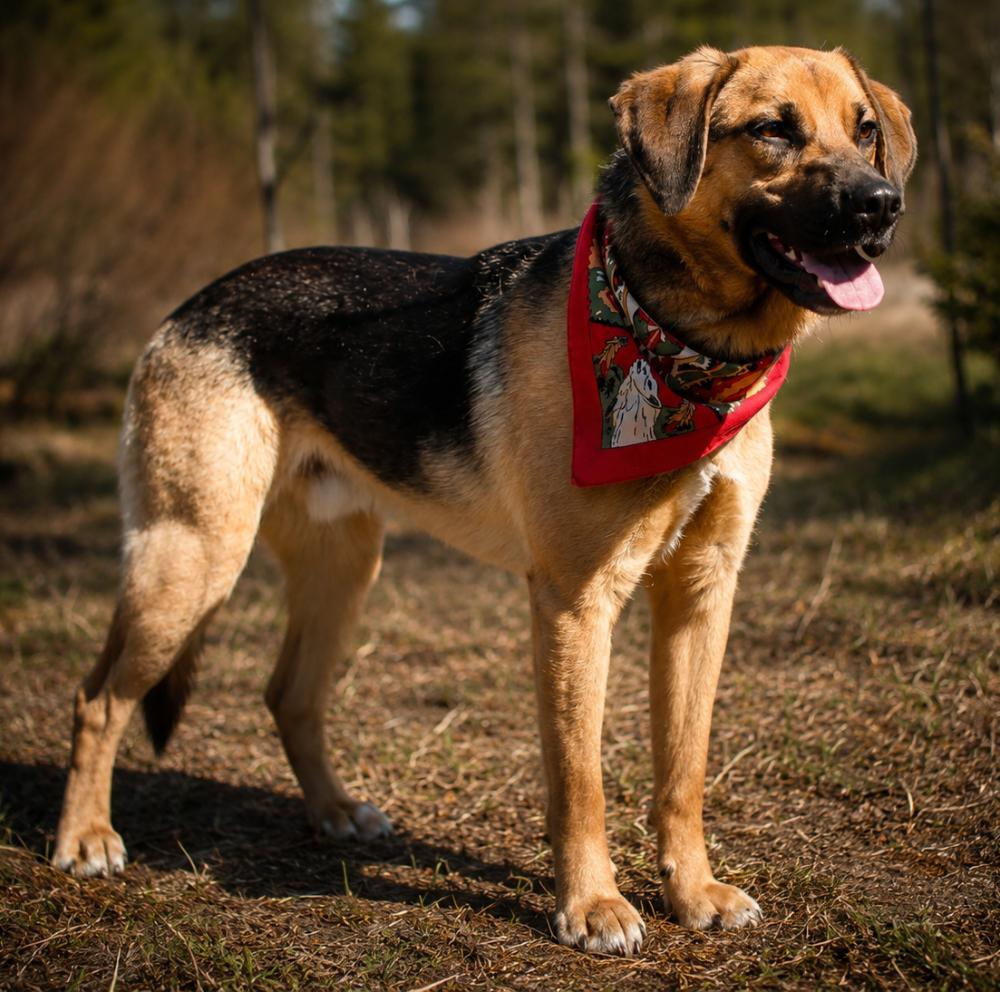 Duke, a ADOPTABLE mixed breed in Cheboygan, MI image 6/6