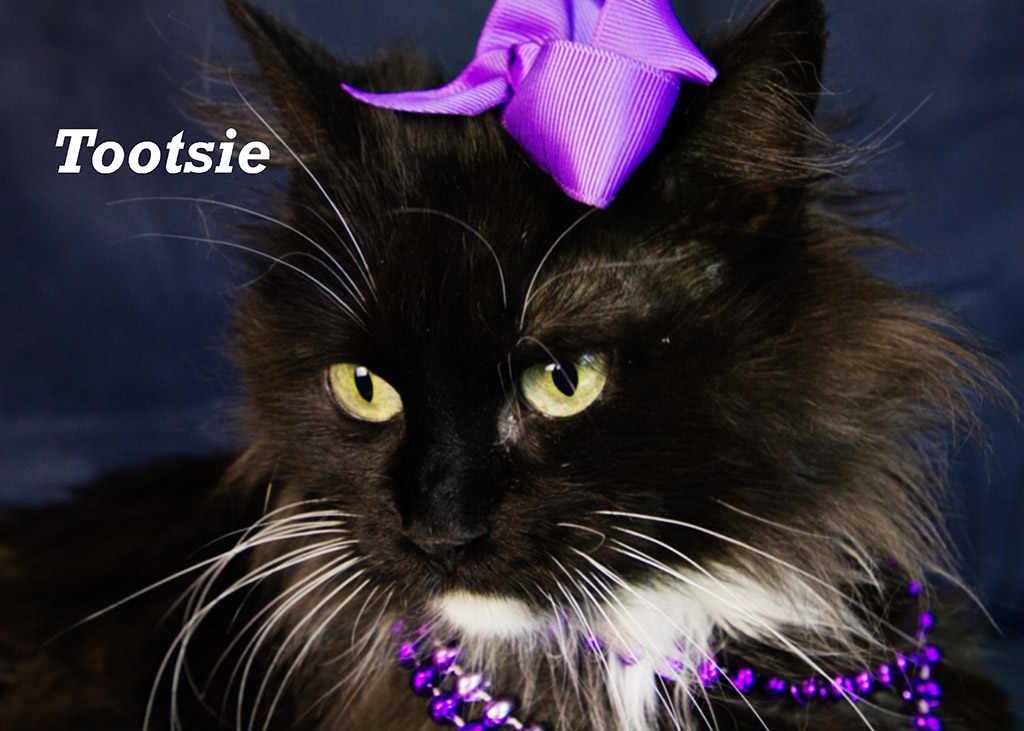 Tootsie photo 2