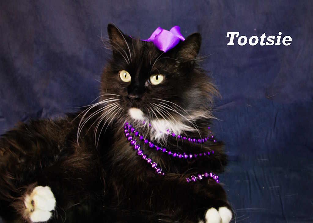 Tootsie, Adult Female Tuxedo
