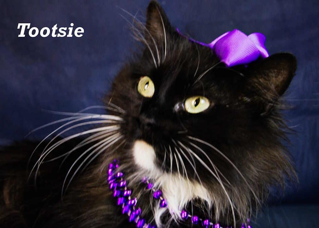 Tootsie photo 4