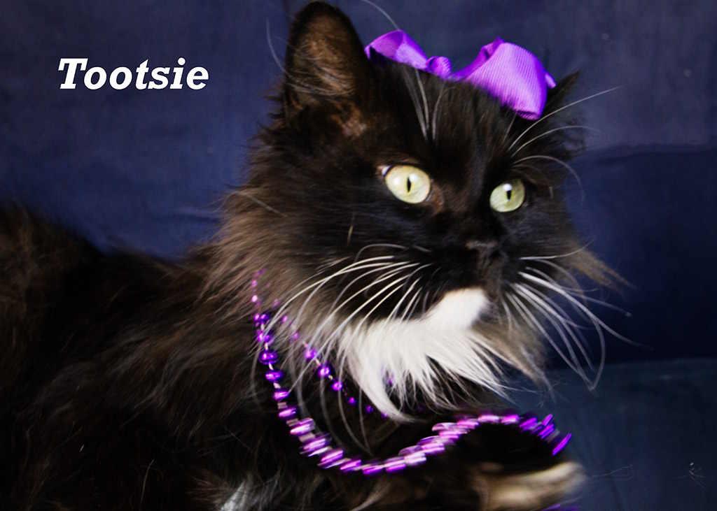 Tootsie photo 3