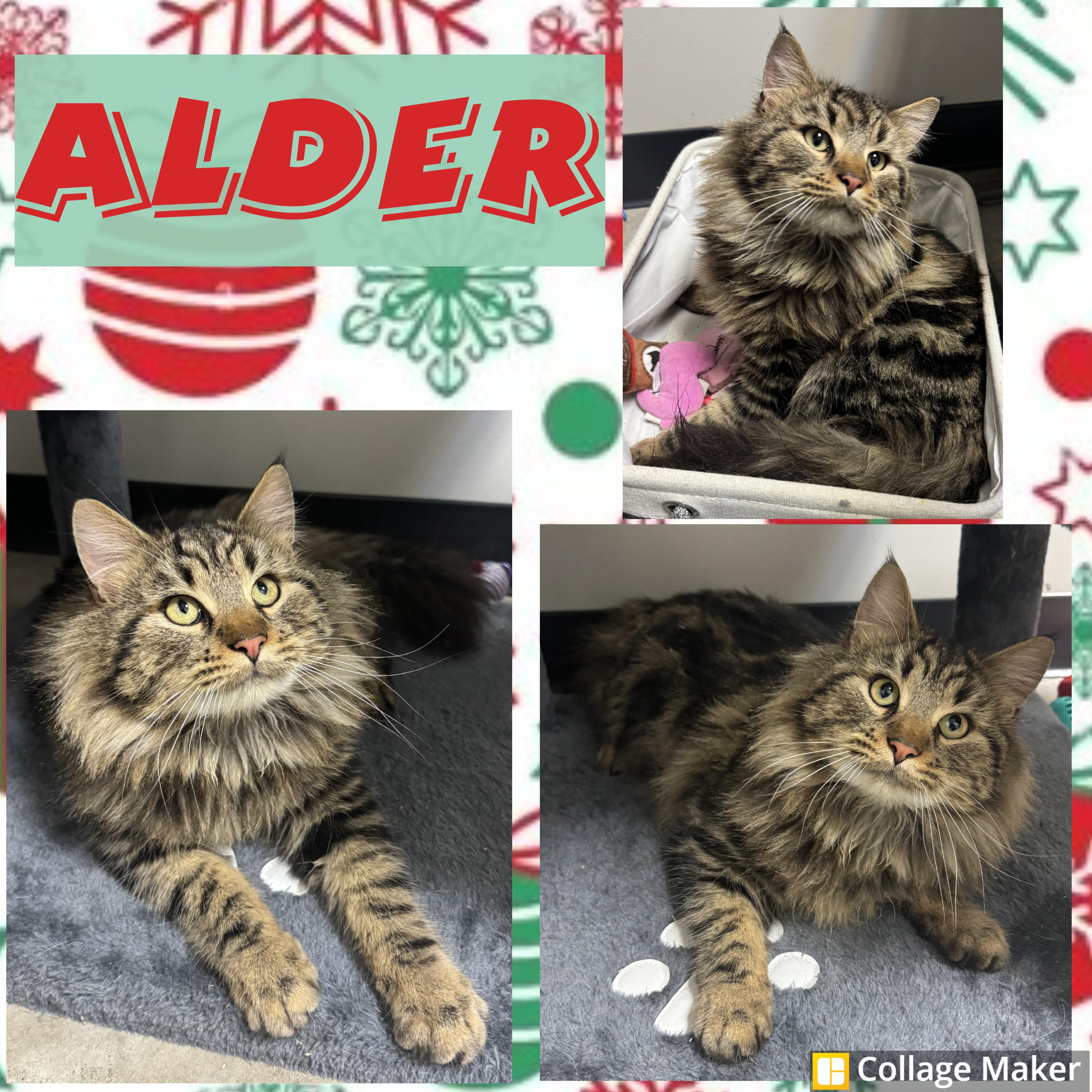 Alder, adopted, Adult Male Domestic Long Hair.