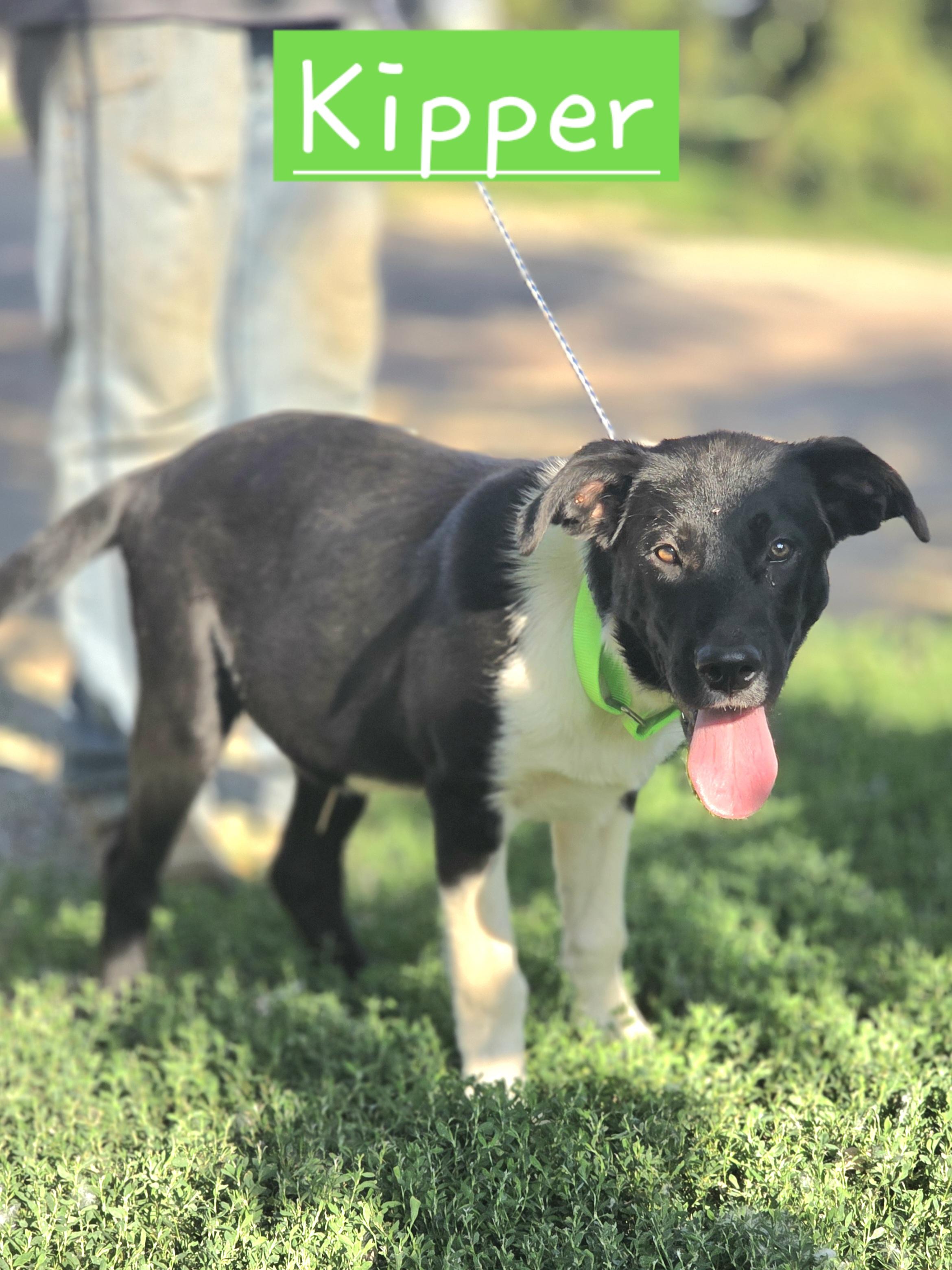Enlarge Kipper, an adopted mixed breed in Walthill, NE image 1/1