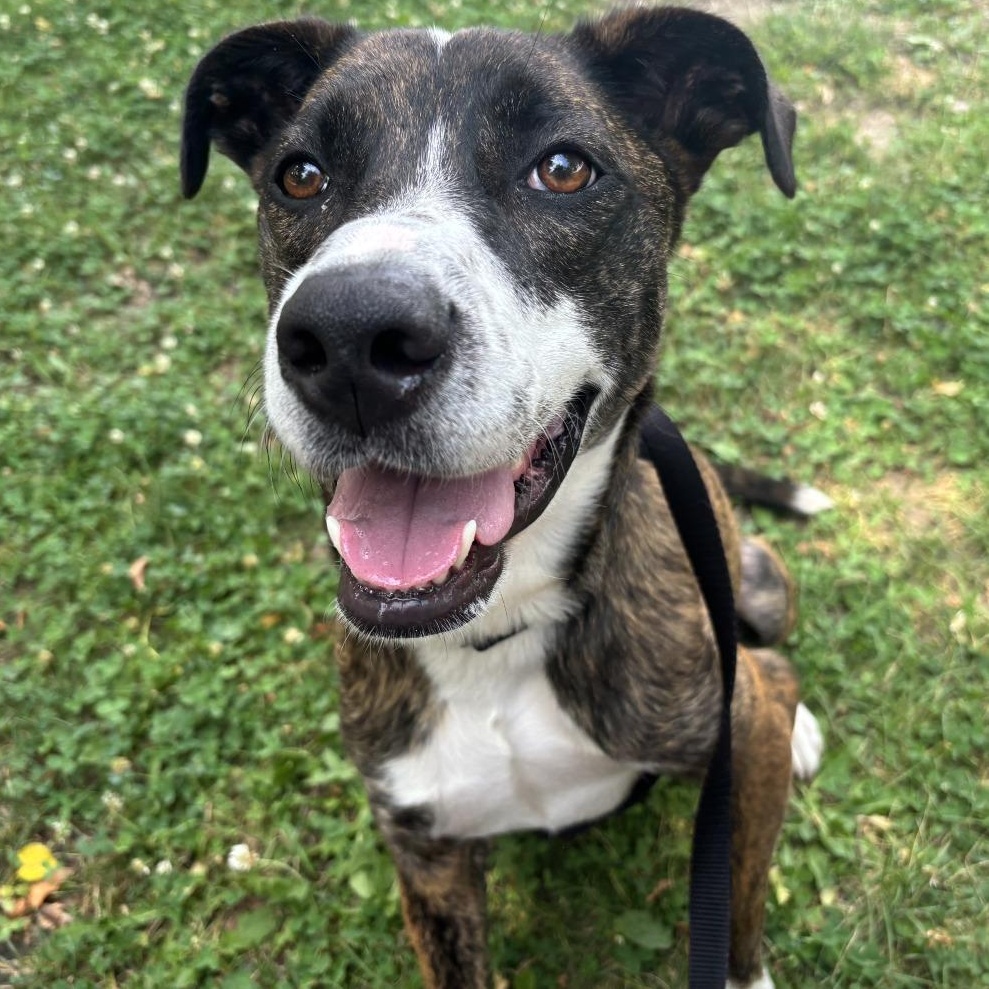 Sergio, Adoptable, Adult Male Mixed Breed.