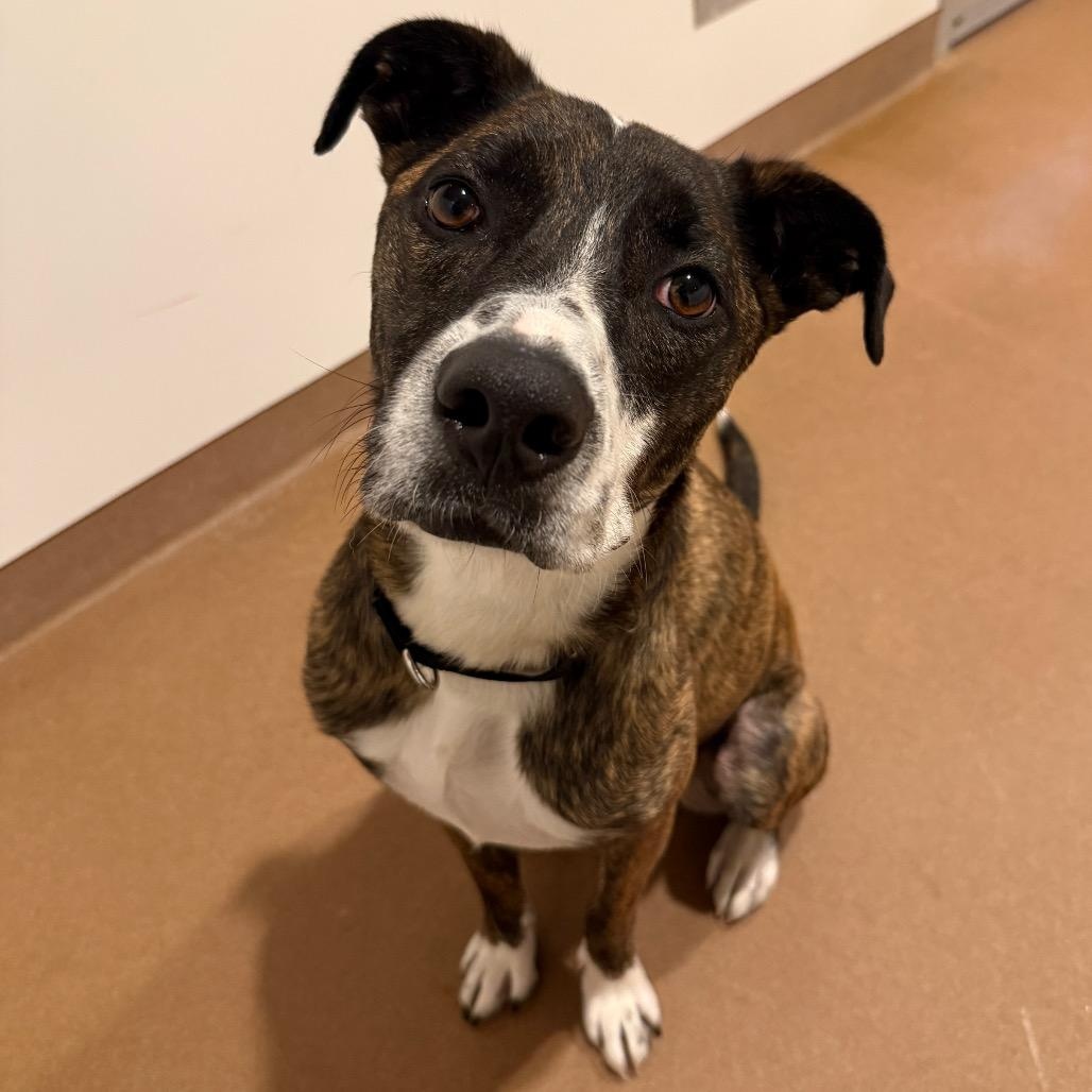Enlarge Sergio, a Adoptable mixed breed in Chicago, IL image 3/4