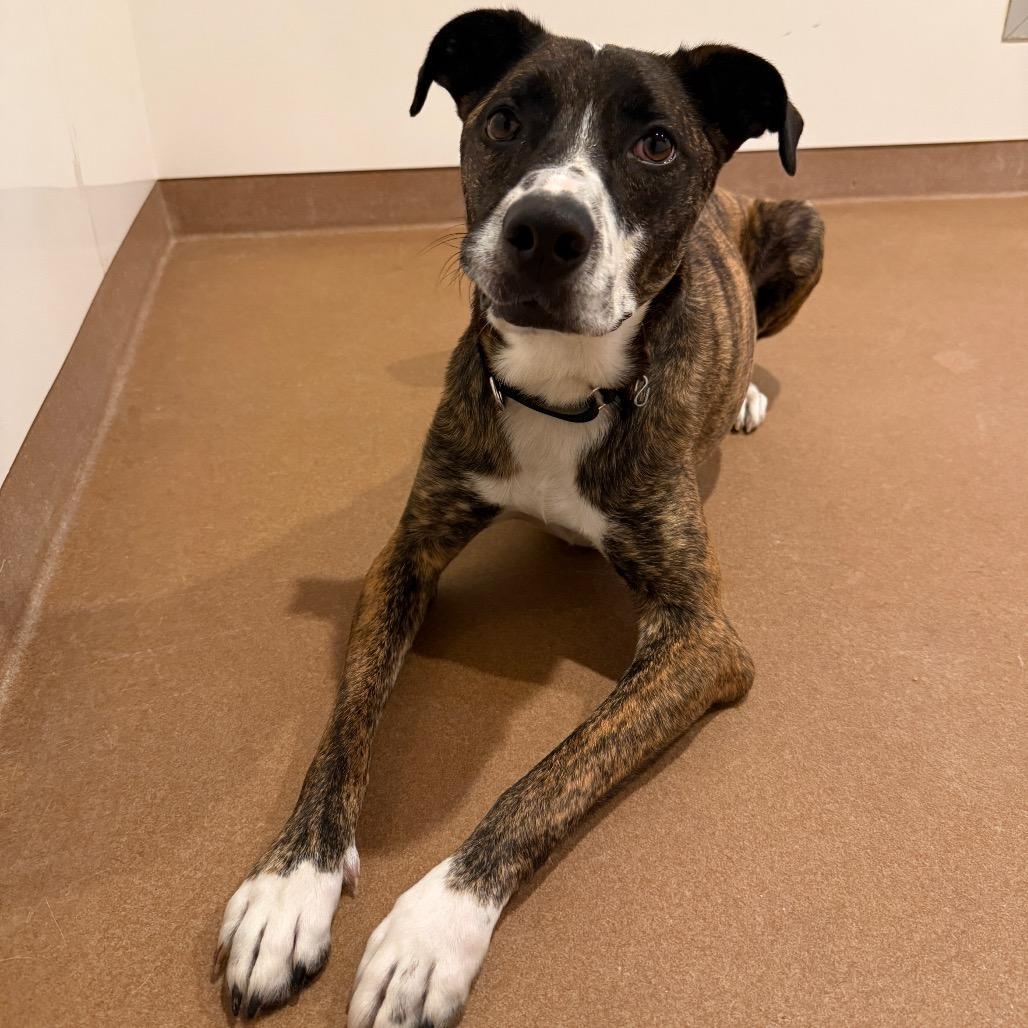 Enlarge Sergio, a Adoptable mixed breed in Chicago, IL image 2/4