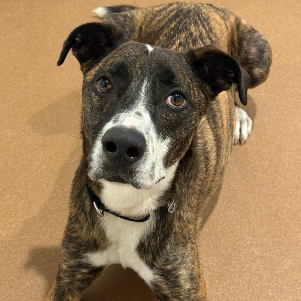 Enlarge Sergio, a Adoptable mixed breed in Chicago, IL image 4/4