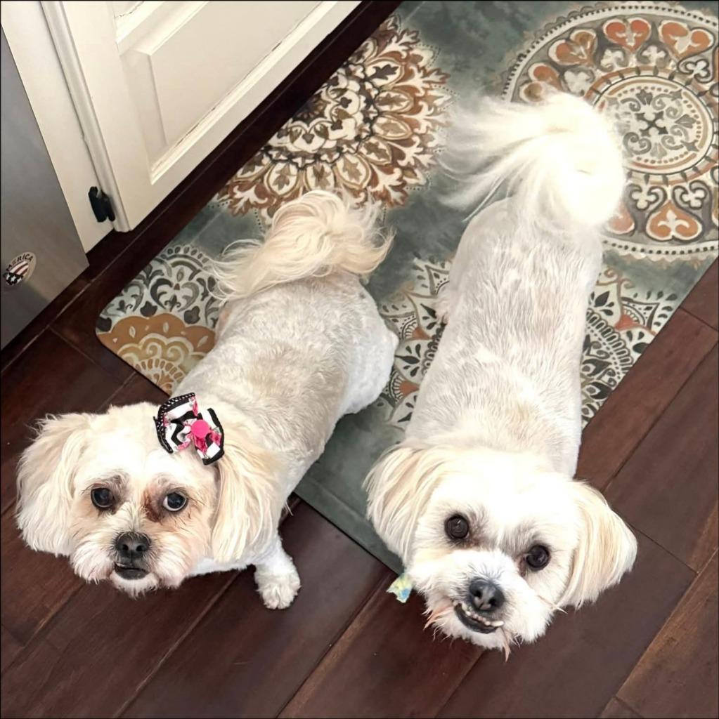 Bella, Adoptable, Adult Female Shih Tzu & Maltese.