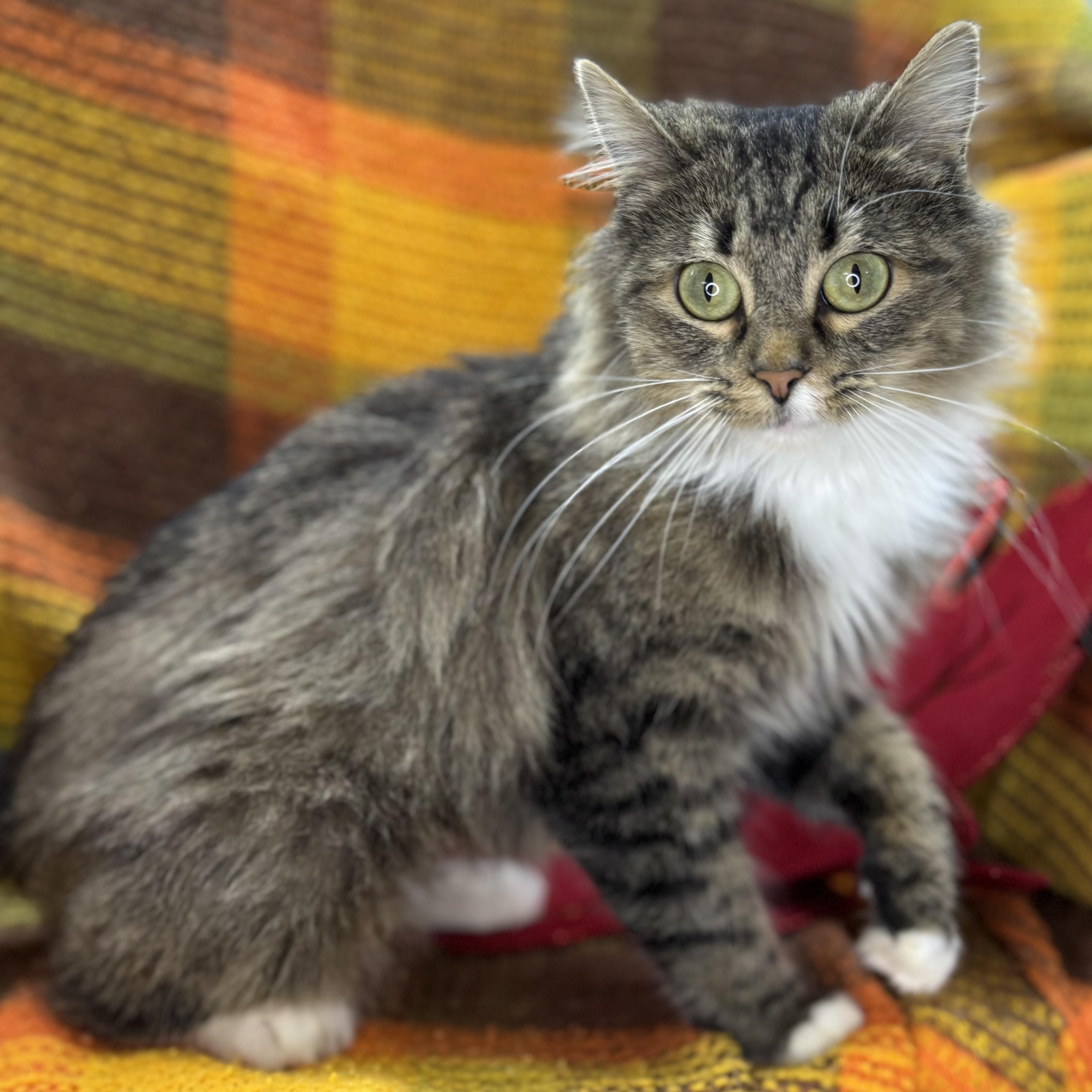 Bebe, an adoptable Siberian, Norwegian Forest Cat in Mount Vernon, IL, 62864 | Photo Image 1