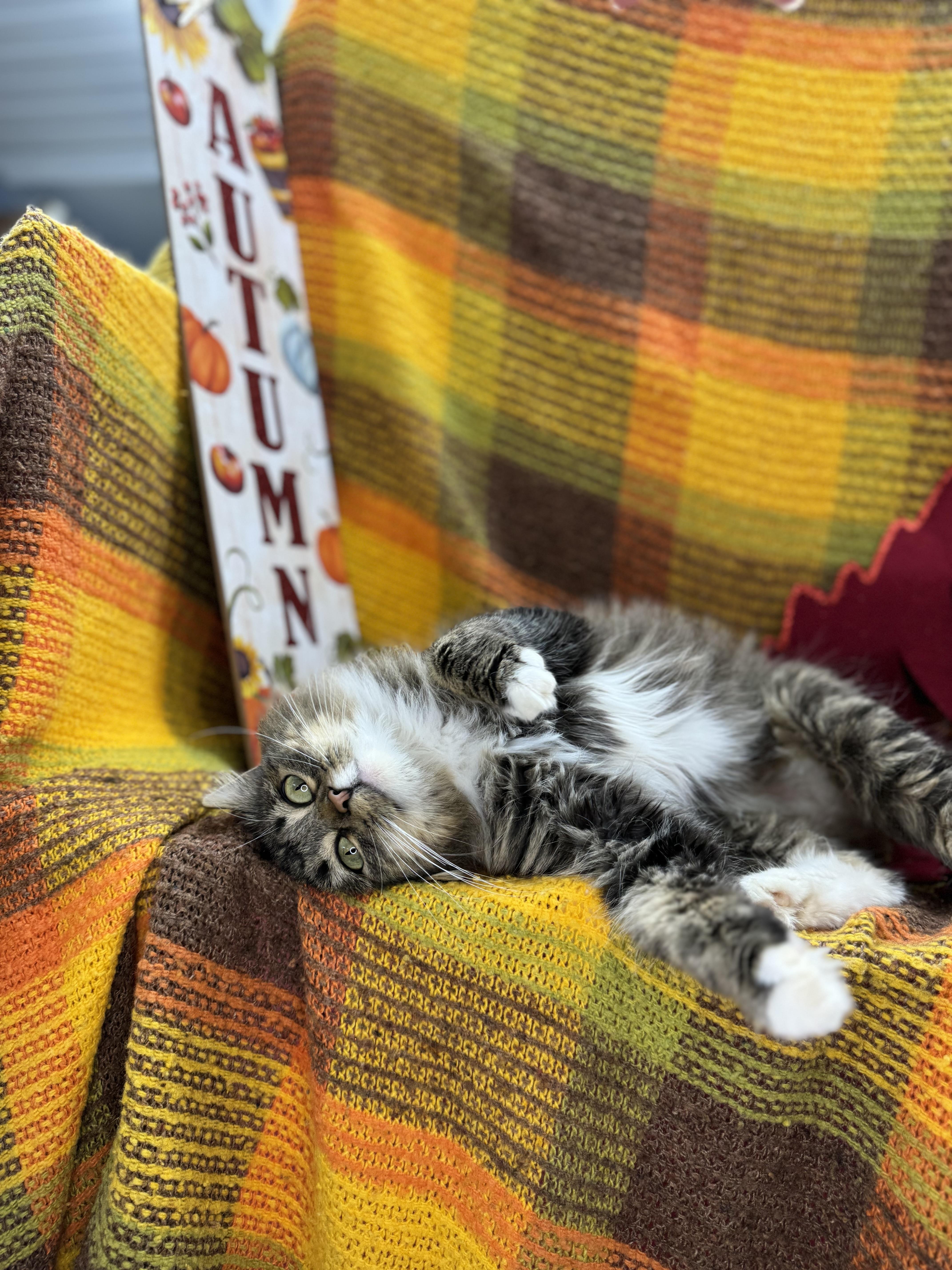Bebe, an adoptable Siberian, Norwegian Forest Cat in Mount Vernon, IL, 62864 | Photo Image 2