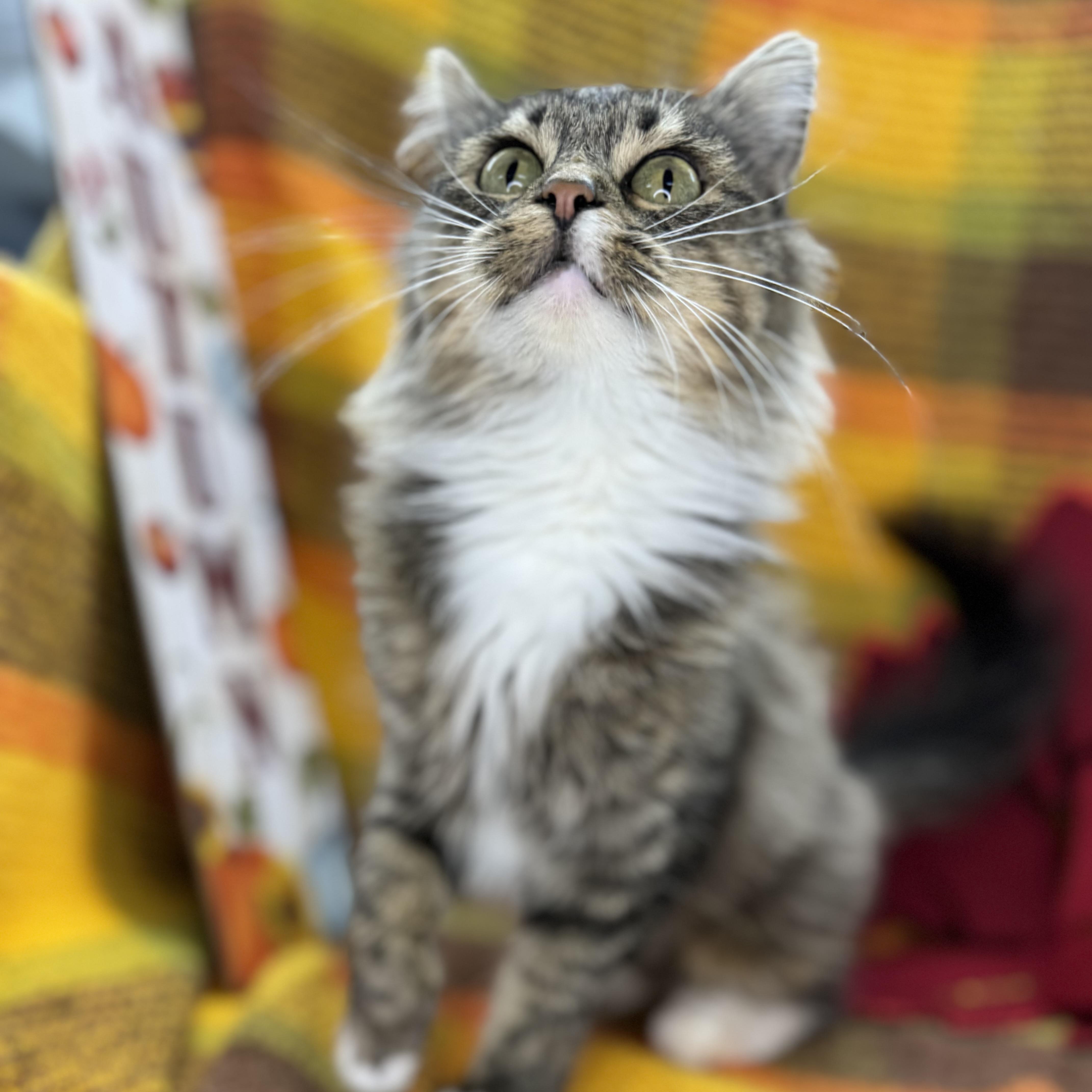 Bebe, an adoptable Siberian, Norwegian Forest Cat in Mount Vernon, IL, 62864 | Photo Image 3