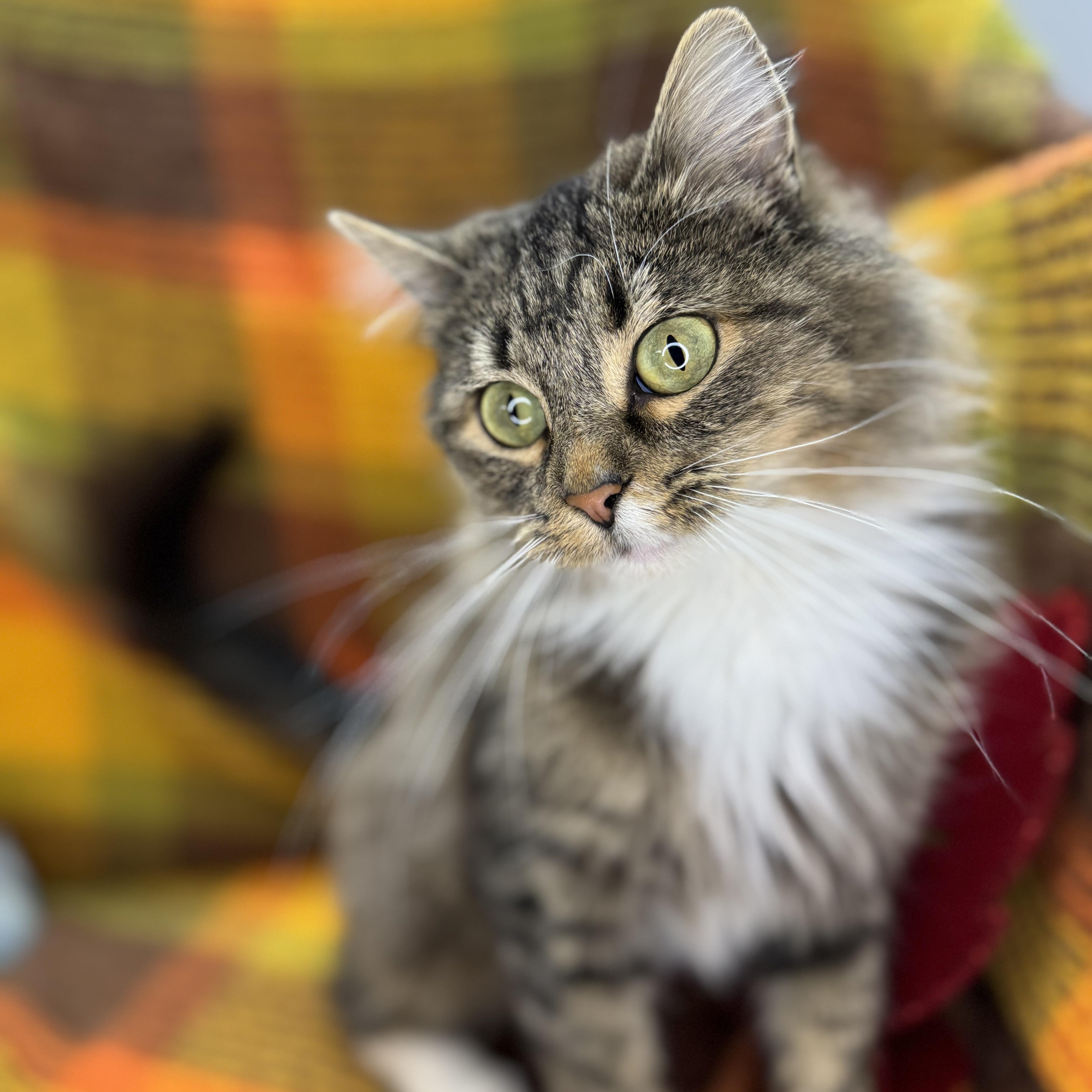 Bebe, an adoptable Siberian, Norwegian Forest Cat in Mount Vernon, IL, 62864 | Photo Image 6