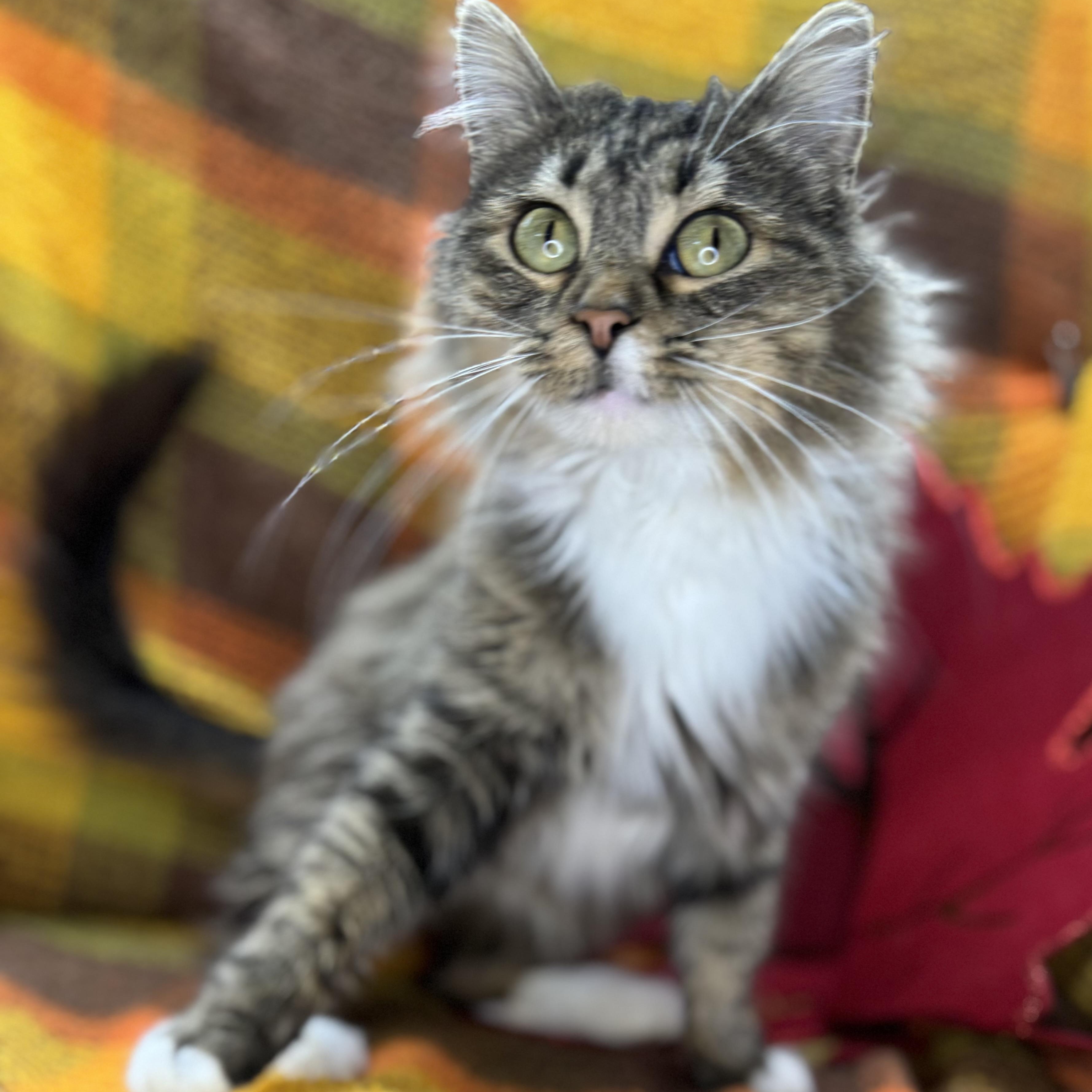 Bebe, an adoptable Siberian, Norwegian Forest Cat in Mount Vernon, IL, 62864 | Photo Image 5