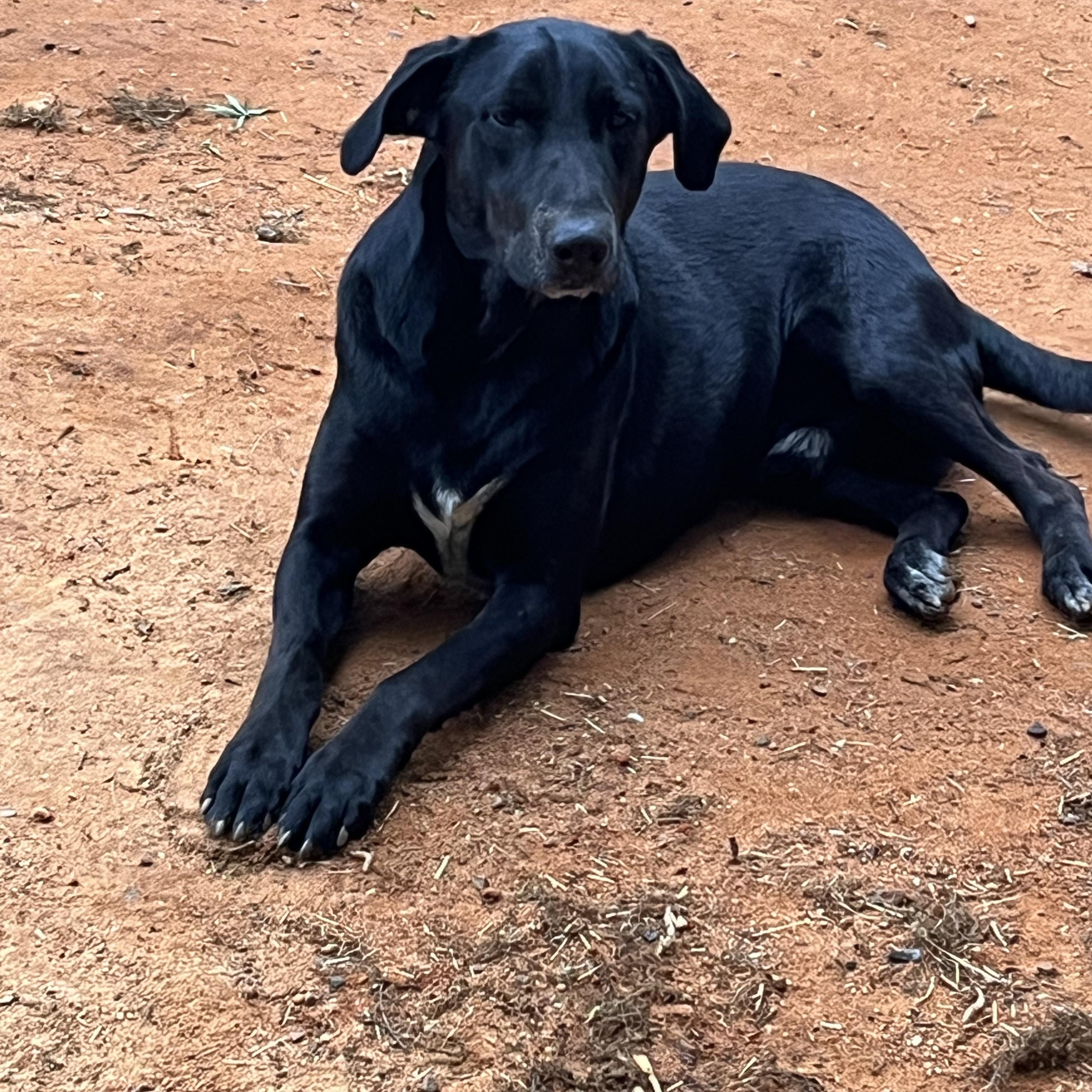 Josiah, a Adoptable mixed breed in Texarkana, TX image 1/4