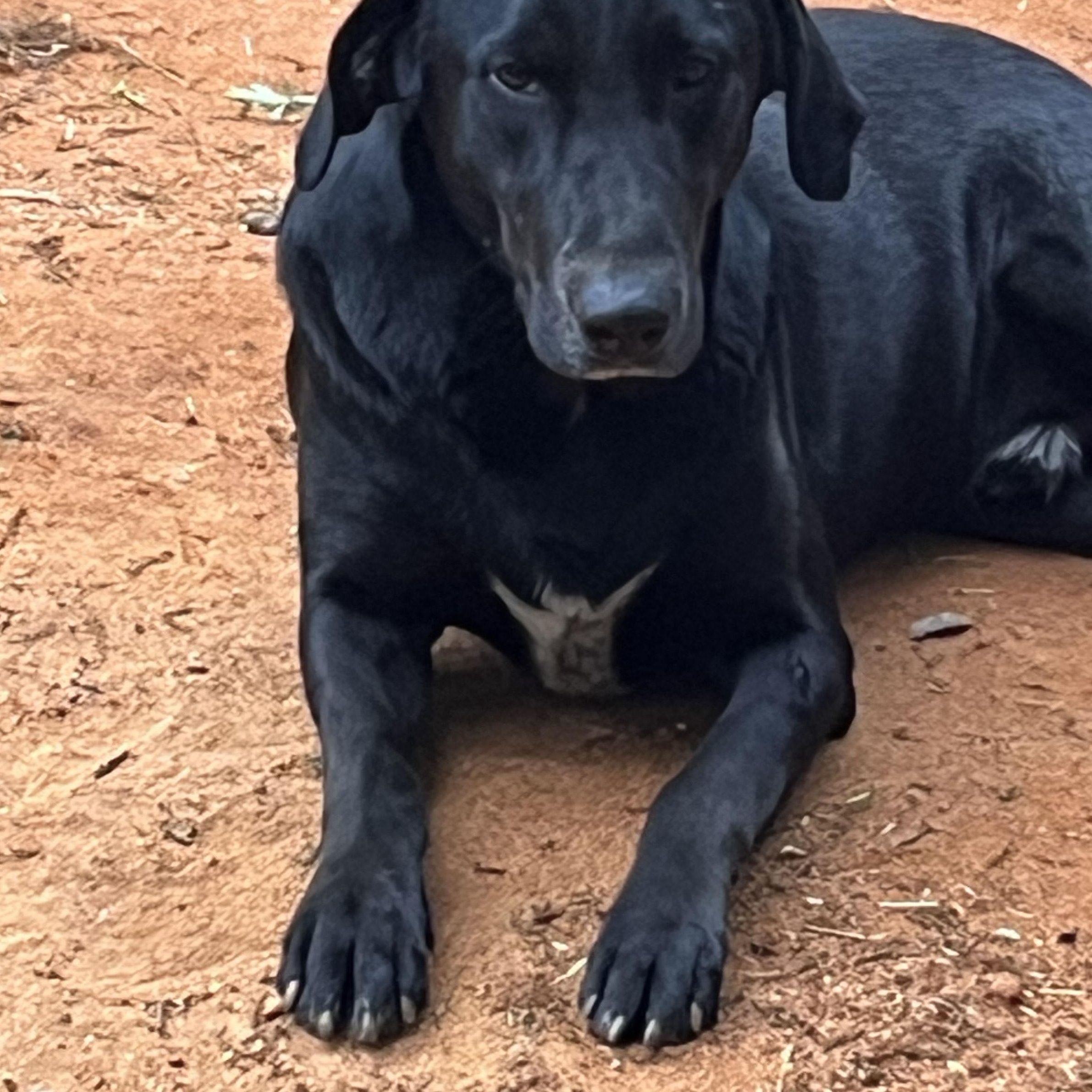 Josiah, a Adoptable mixed breed in Texarkana, TX image 2/4