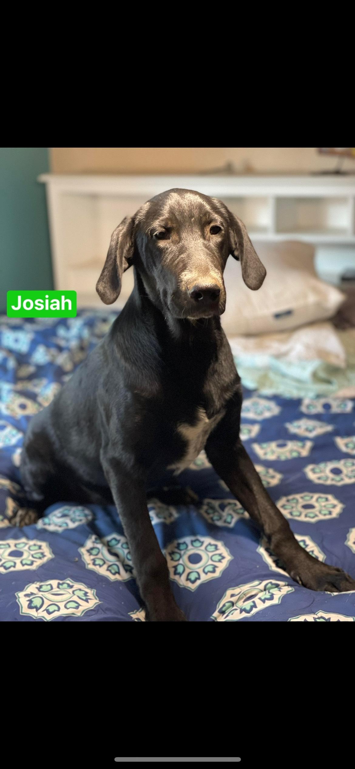 Josiah, a Adoptable mixed breed in Texarkana, TX image 3/4
