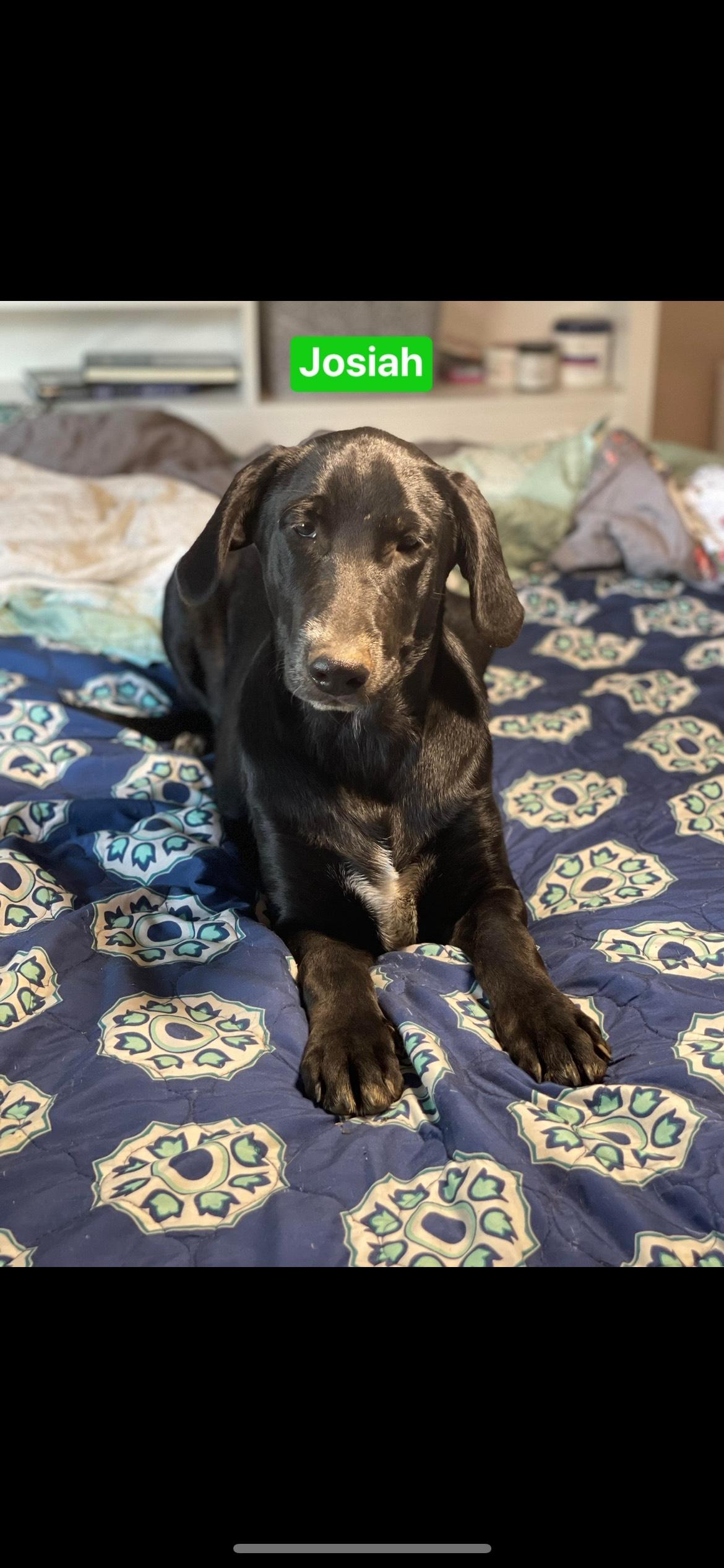 Josiah, a Adoptable mixed breed in Texarkana, TX image 4/4