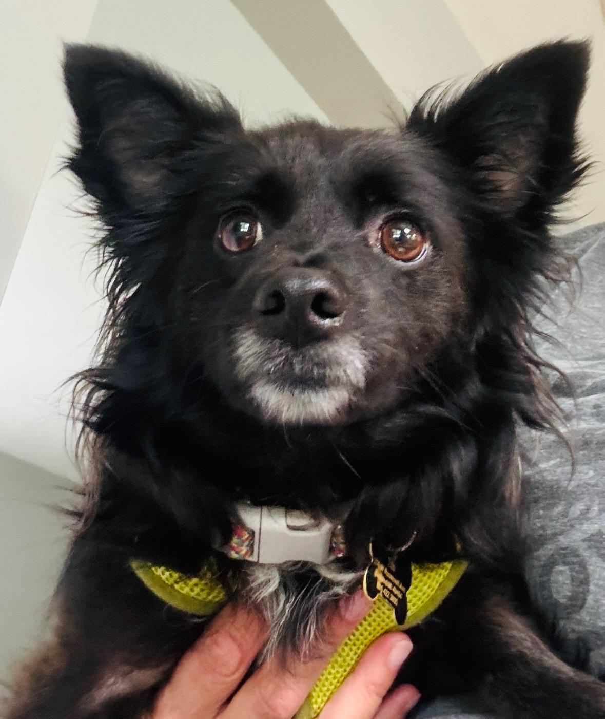 Enlarge Tito, a Adoptable mixed breed in Holland, MI image 1/2