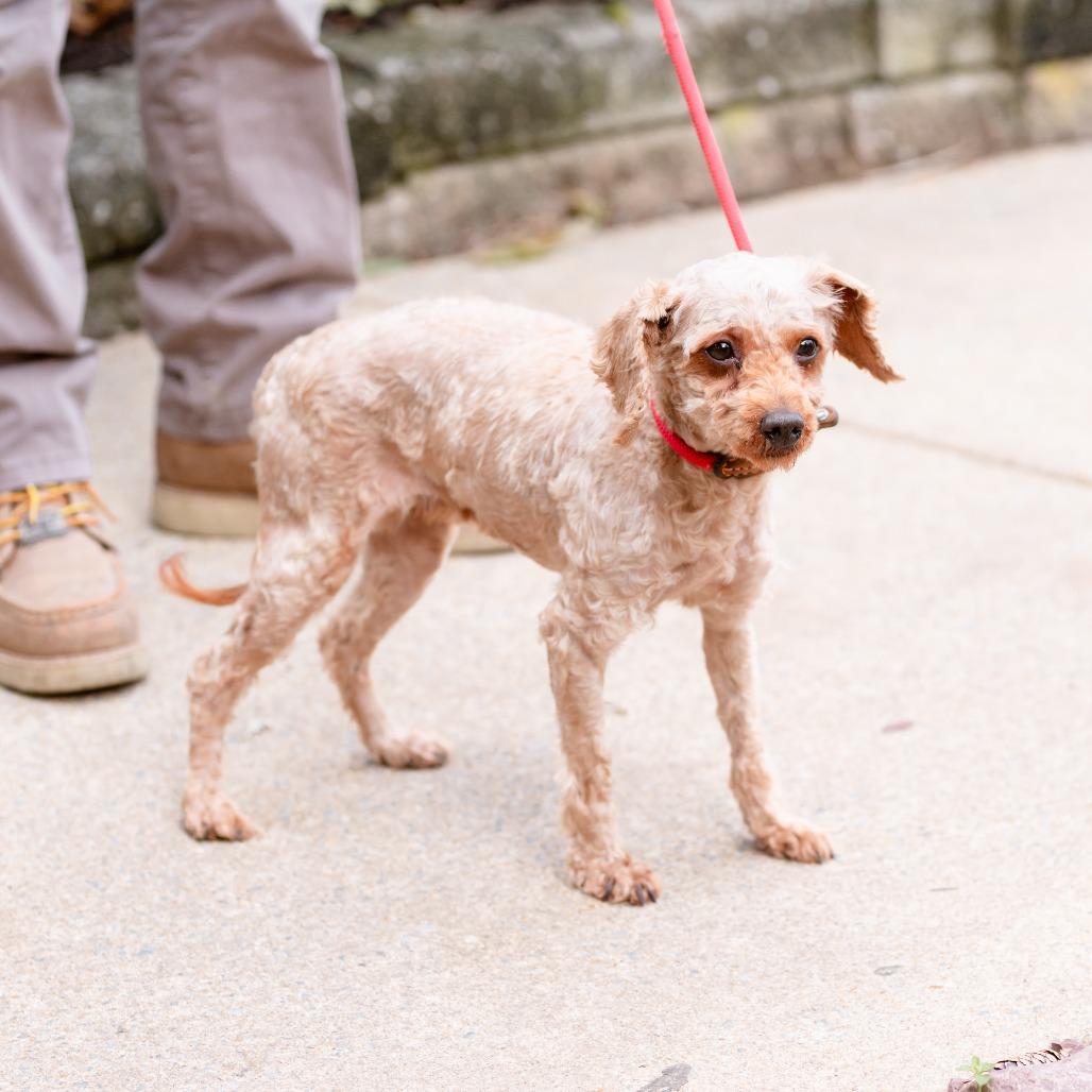 Melody, an adoptable Cavapoo in Chester Springs, PA, 19425 | Photo Image 1