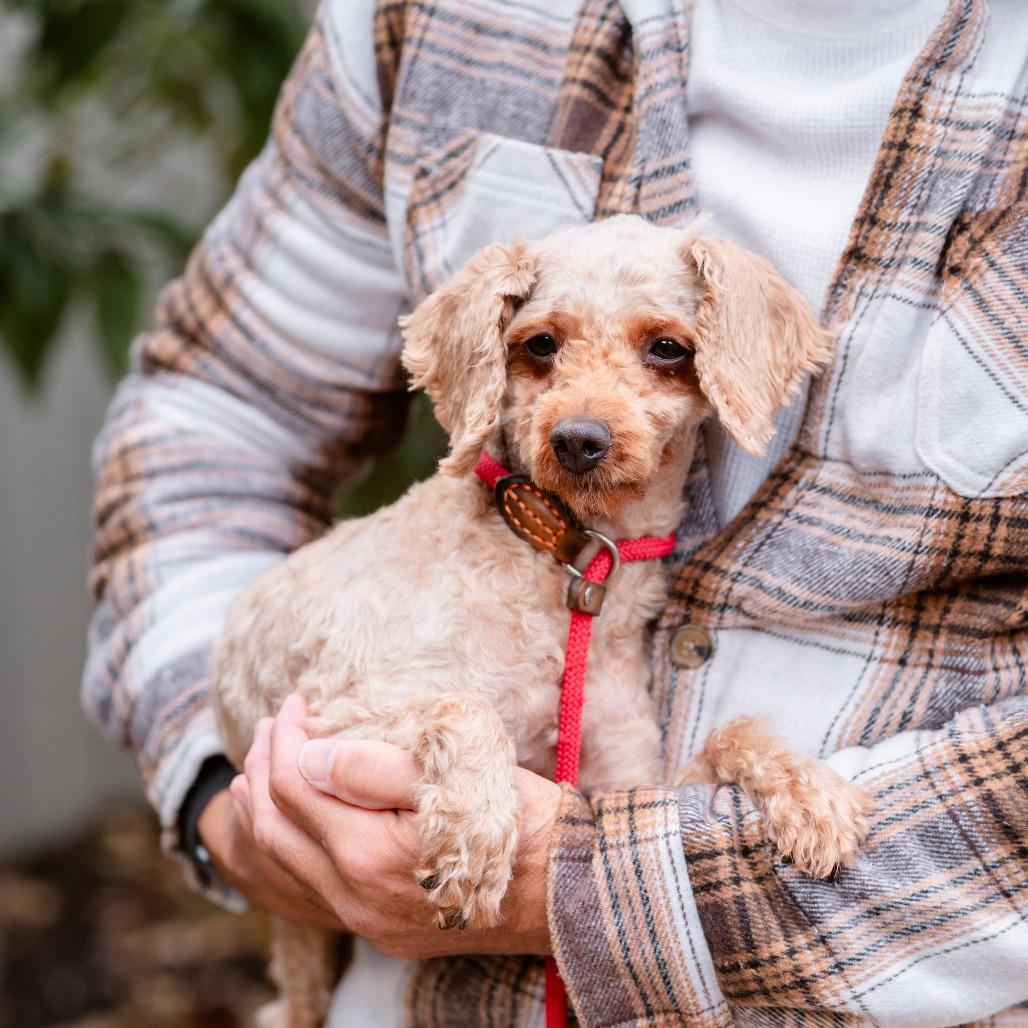 Melody, an adoptable Cavapoo in Chester Springs, PA, 19425 | Photo Image 4