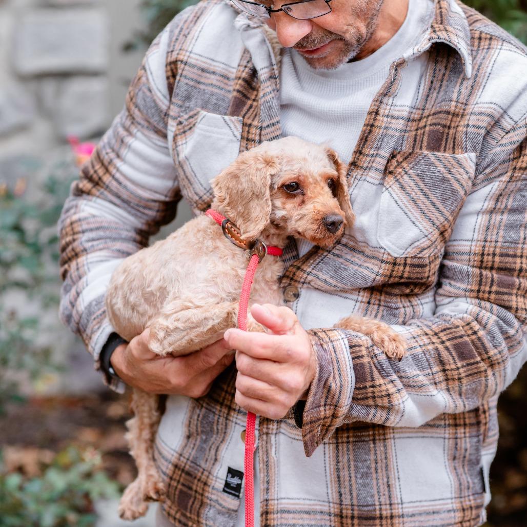 Melody, an adoptable Cavapoo in Chester Springs, PA, 19425 | Photo Image 6
