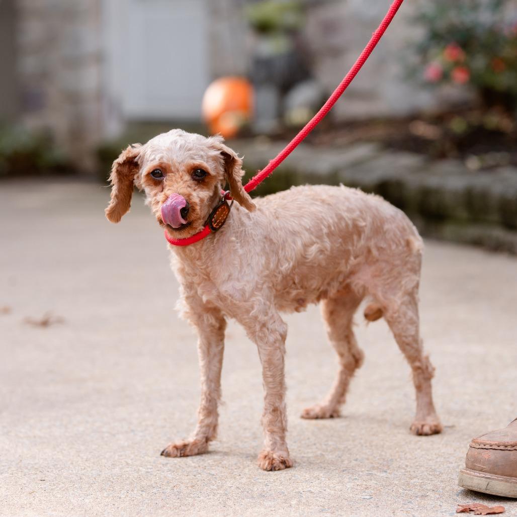 Melody, an adoptable Cavapoo in Chester Springs, PA, 19425 | Photo Image 3
