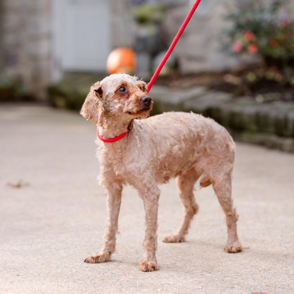 Melody, an adoptable Cavapoo in Chester Springs, PA, 19425 | Photo Image 2