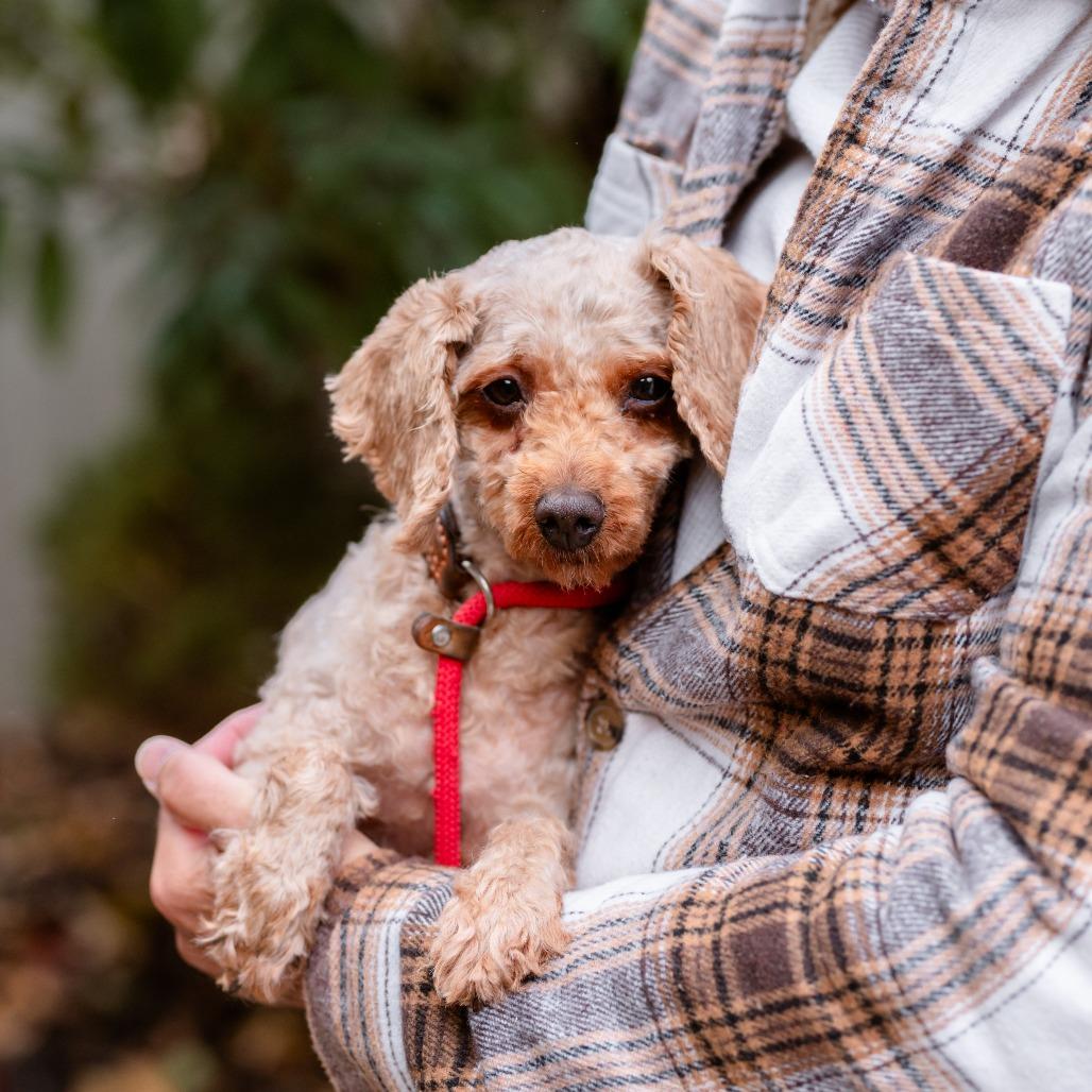 Melody, an adoptable Cavapoo in Chester Springs, PA, 19425 | Photo Image 5