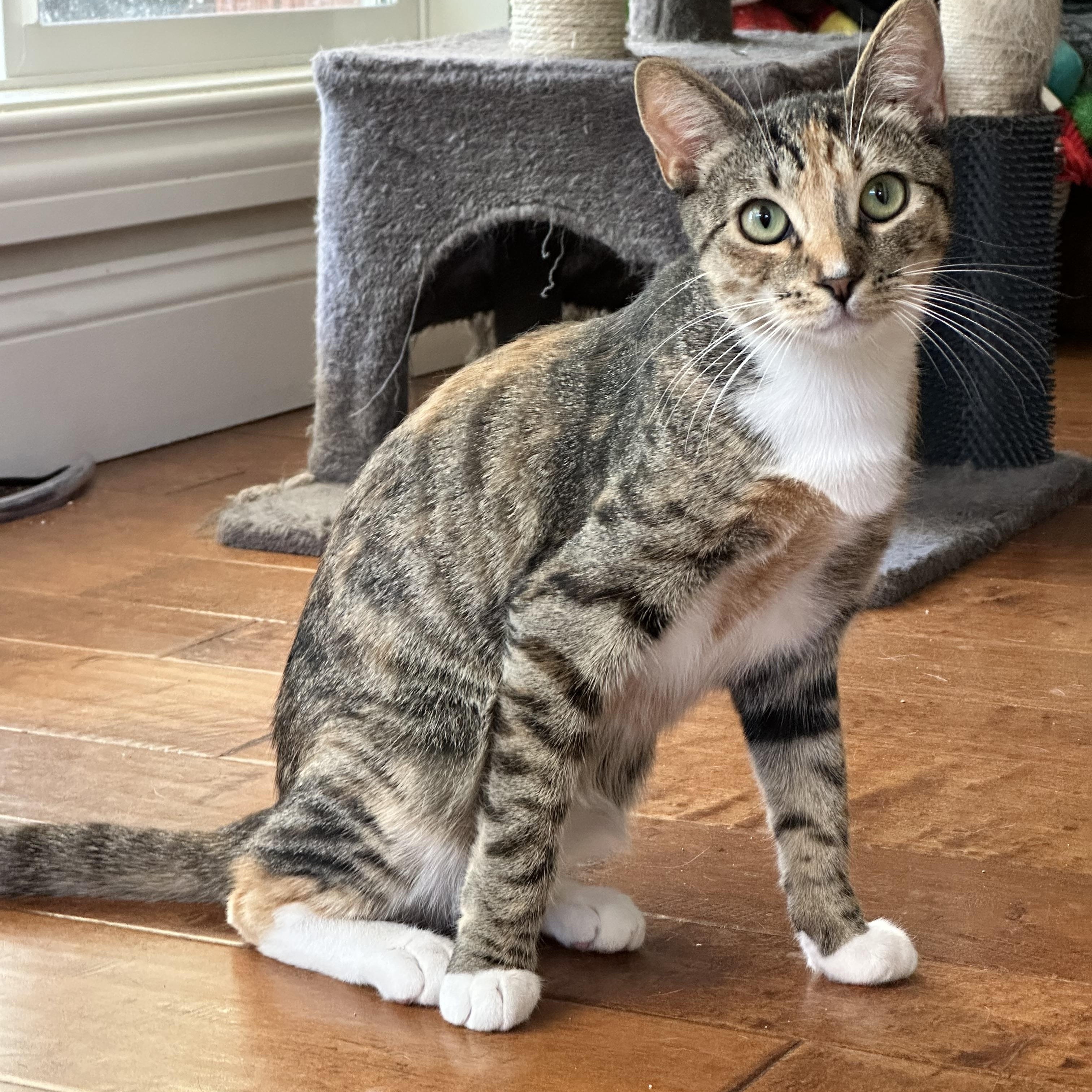 Sophie, ADOPTABLE, Kitten Female Domestic Short Hair.