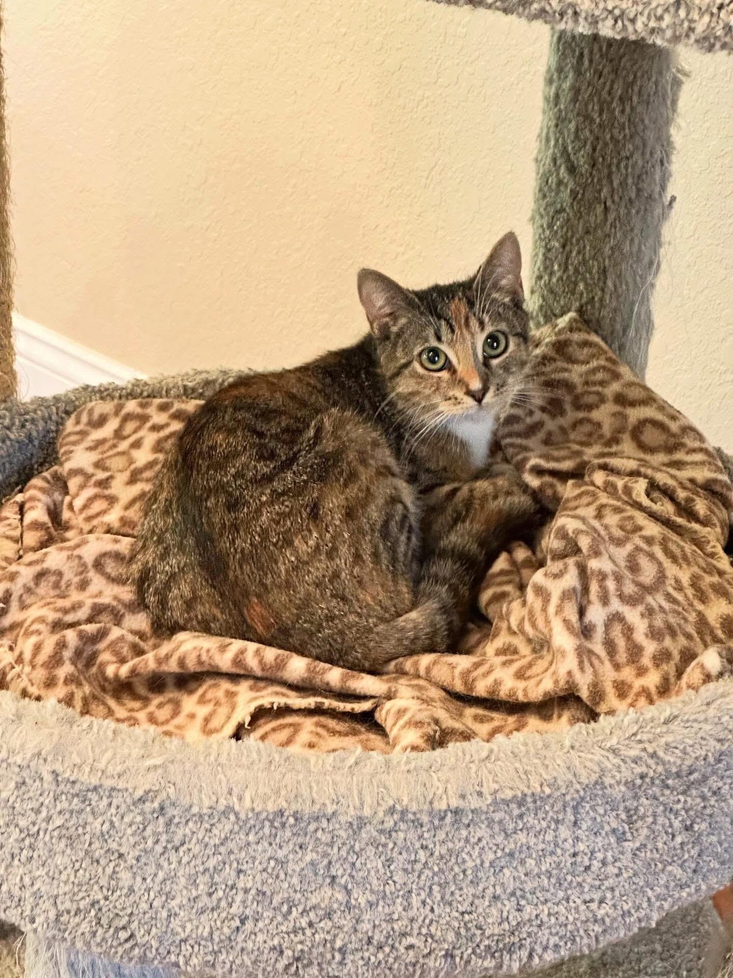 Sophie, ADOPTABLE, Kitten Female Domestic Short Hair.