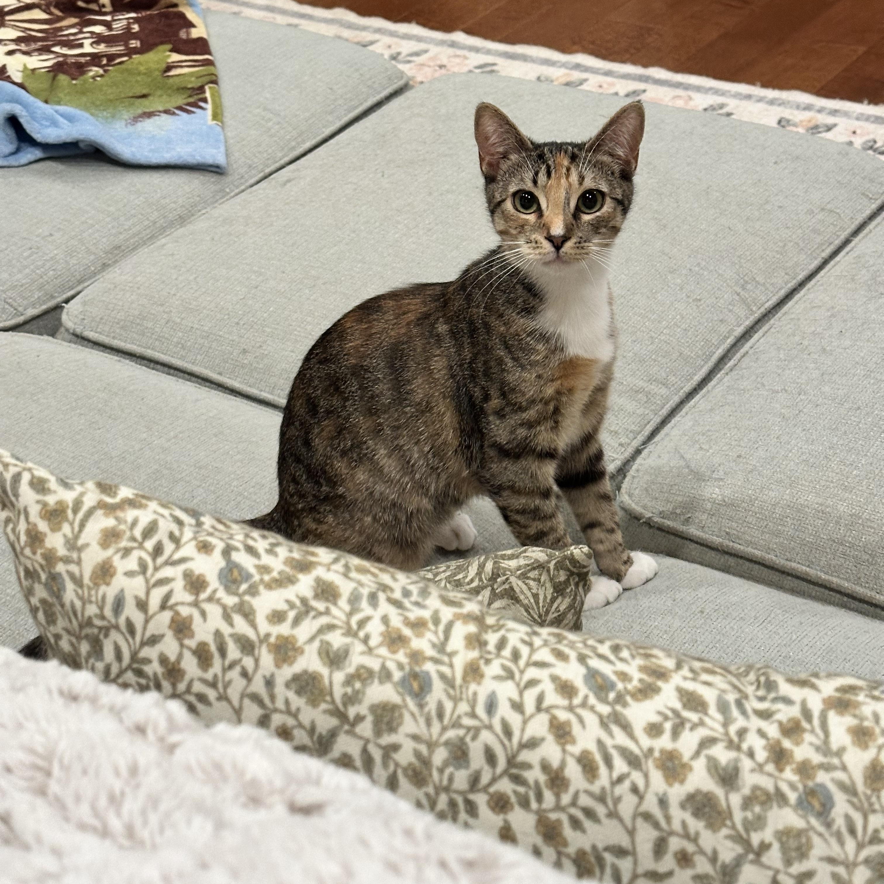 Sophie, a ADOPTABLE Domestic Short Hair in Visalia, CA image 2/6
