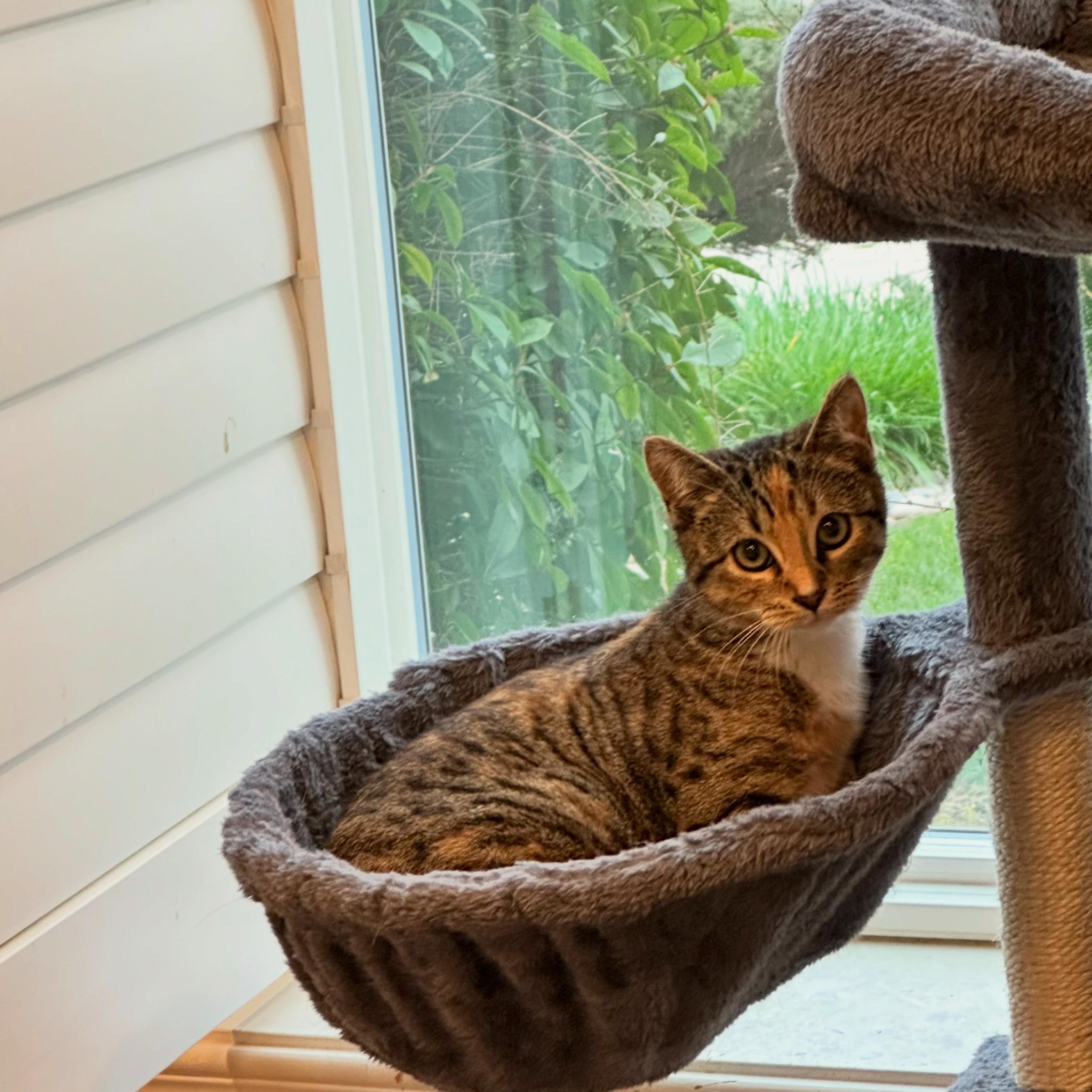 Enlarge Sophie, a ADOPTABLE Domestic Short Hair in Visalia, CA image 3/3