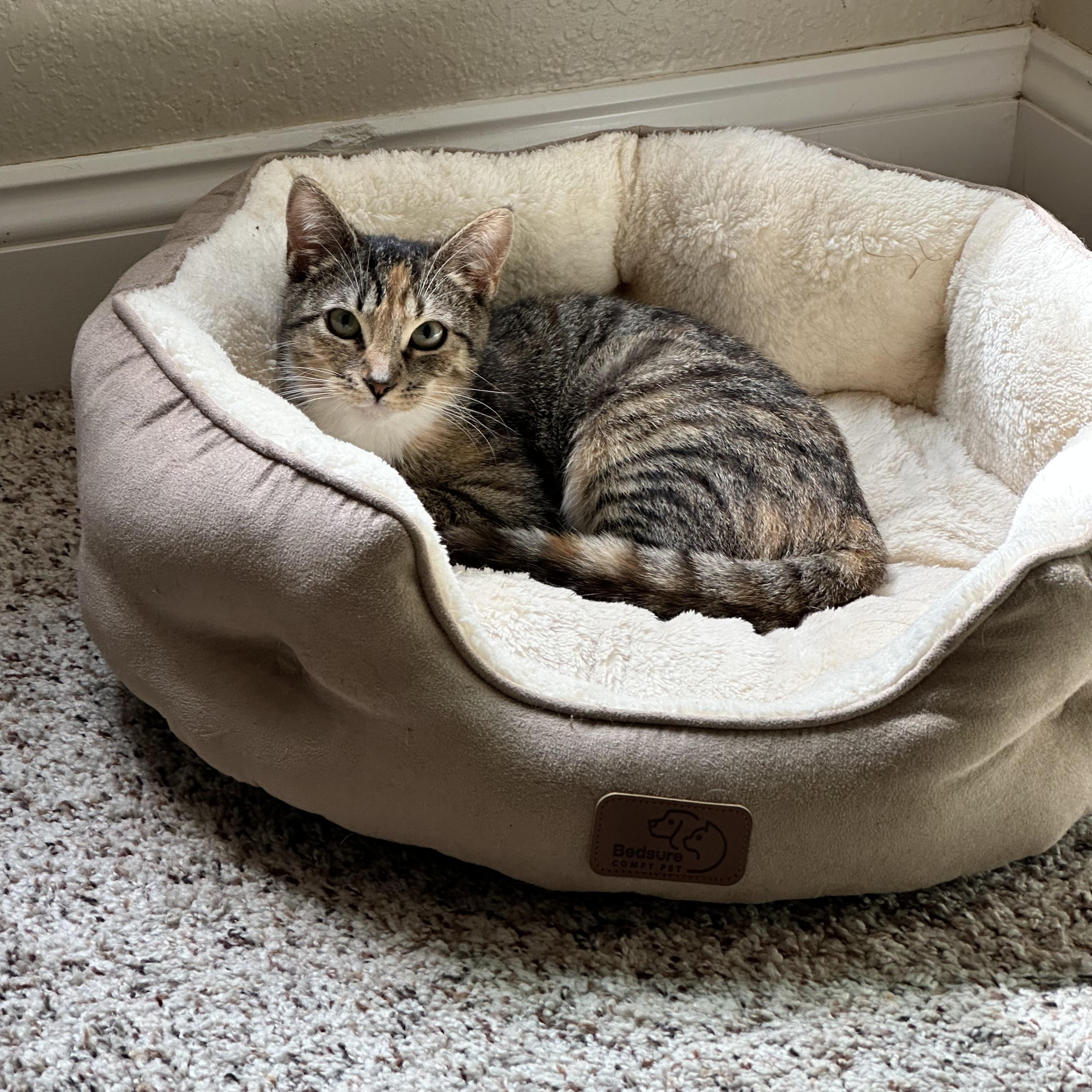 Enlarge Sophie, a ADOPTABLE Domestic Short Hair in Visalia, CA image 2/3