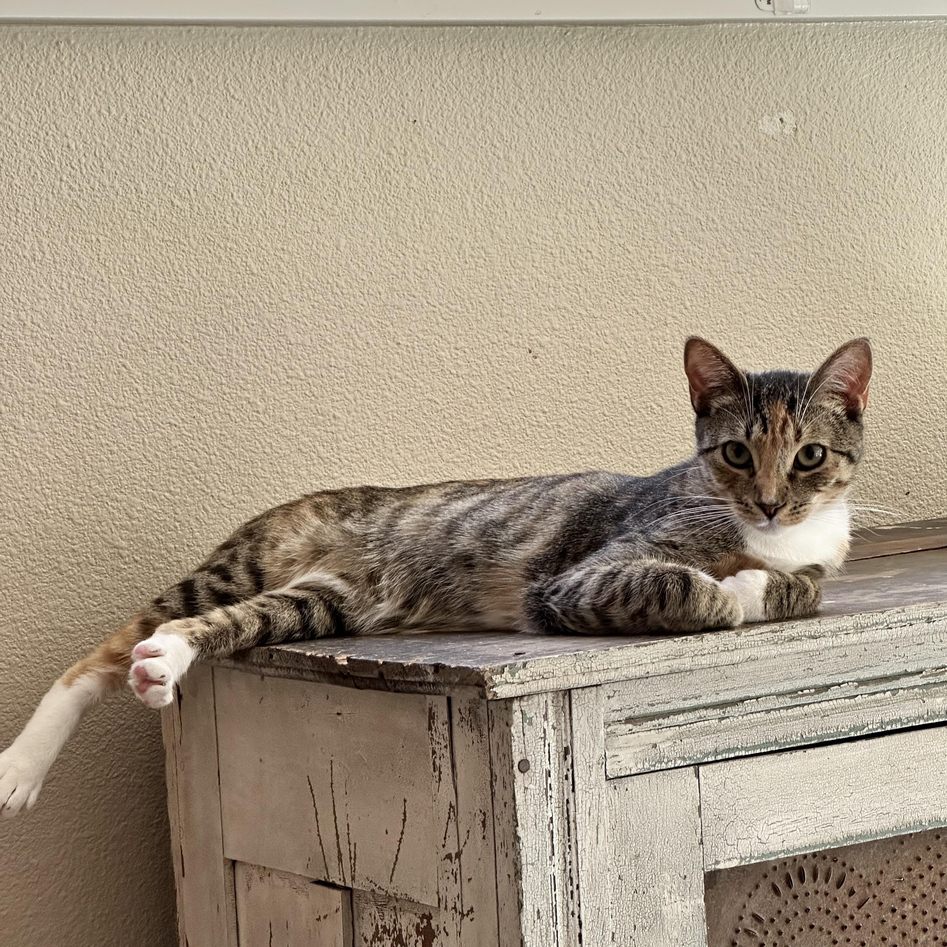 Sophie, a ADOPTABLE Domestic Short Hair in Visalia, CA image 3/6
