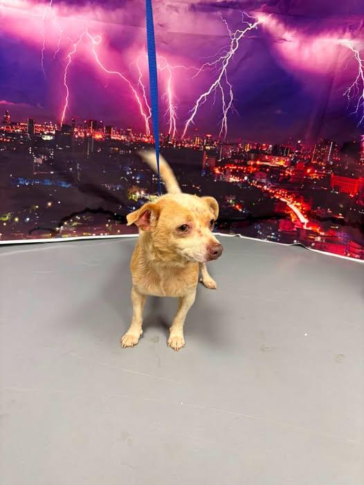 AC-4982 "Charlie", adopted, Senior Male Chihuahua.