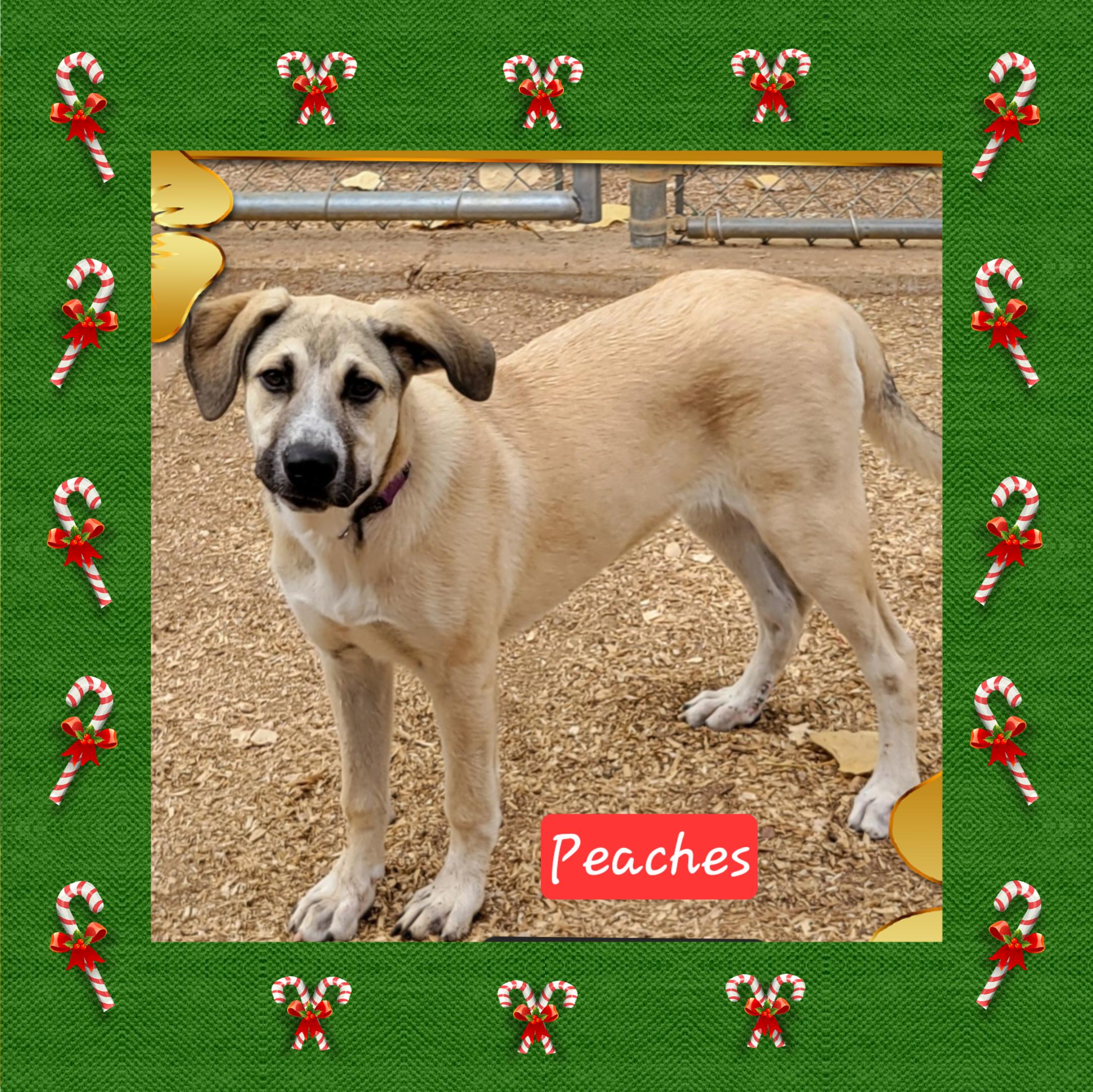 Enlarge Peaches, a Adoptable mixed breed in Granbury, TX image 2/2