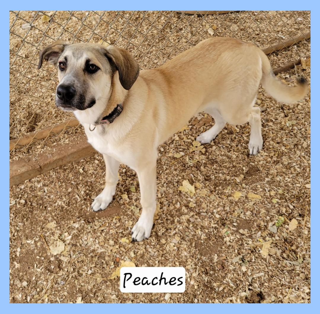 Enlarge Peaches, a Adoptable mixed breed in Granbury, TX image 1/2