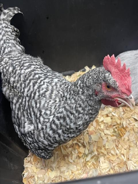 GEORGIO, Adoptable, Baby Male Chicken.