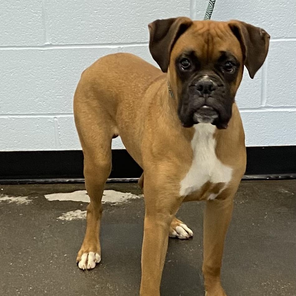 Enlarge Hooch, an adopted mixed breed in Albany, NY image 2/2