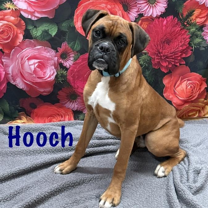 Hooch, adopted, Puppy Male Boxer.