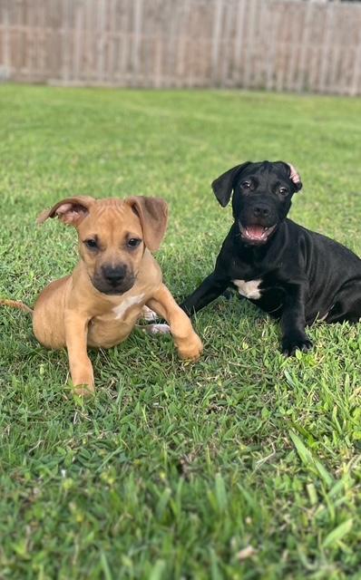 Simba and Milo