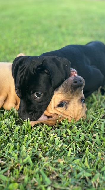 Simba and Milo