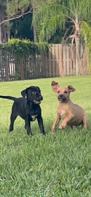 Simba and Milo