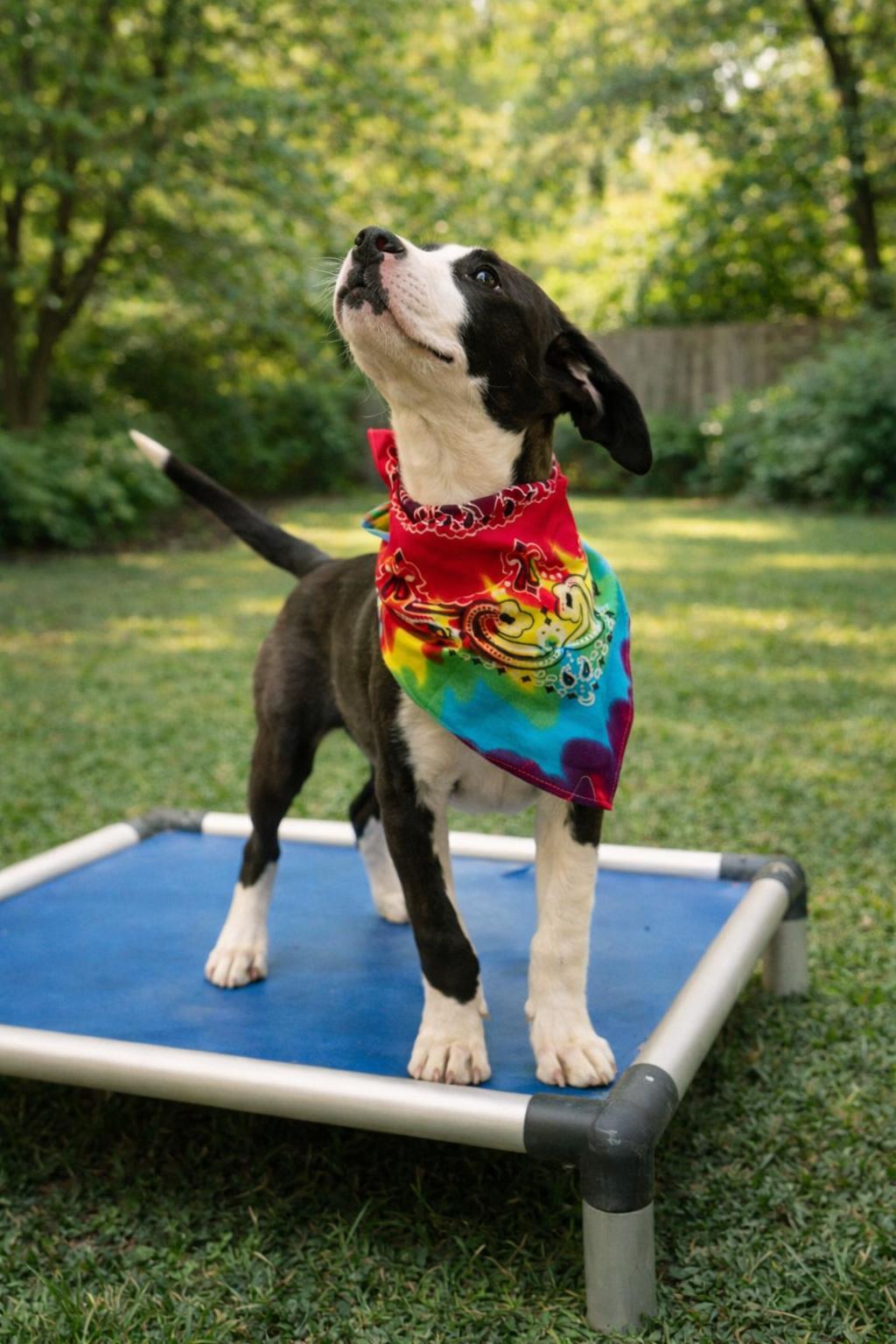 Enlarge Biscuit, a Adoptable mixed breed in houston, TX image 4/6