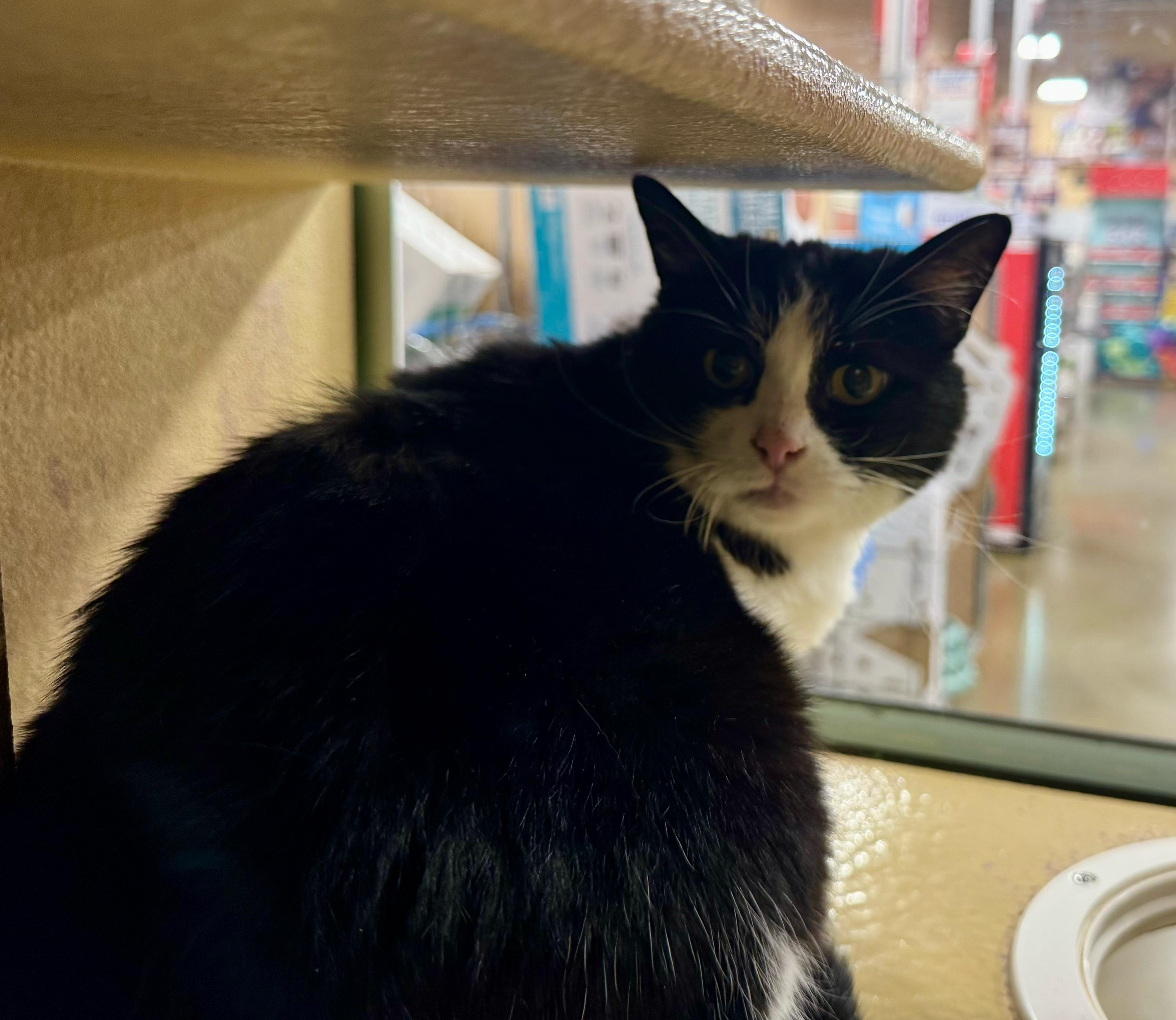 Tootsie, ADOPTABLE, Adult Female Domestic Short Hair.