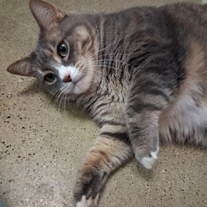 Enlarge Lil Bit, a Adoptable Domestic Short Hair in Rochester, MN image 2/2