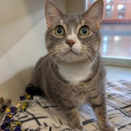 Lil Bit, Adoptable, Adult Female Domestic Short Hair.